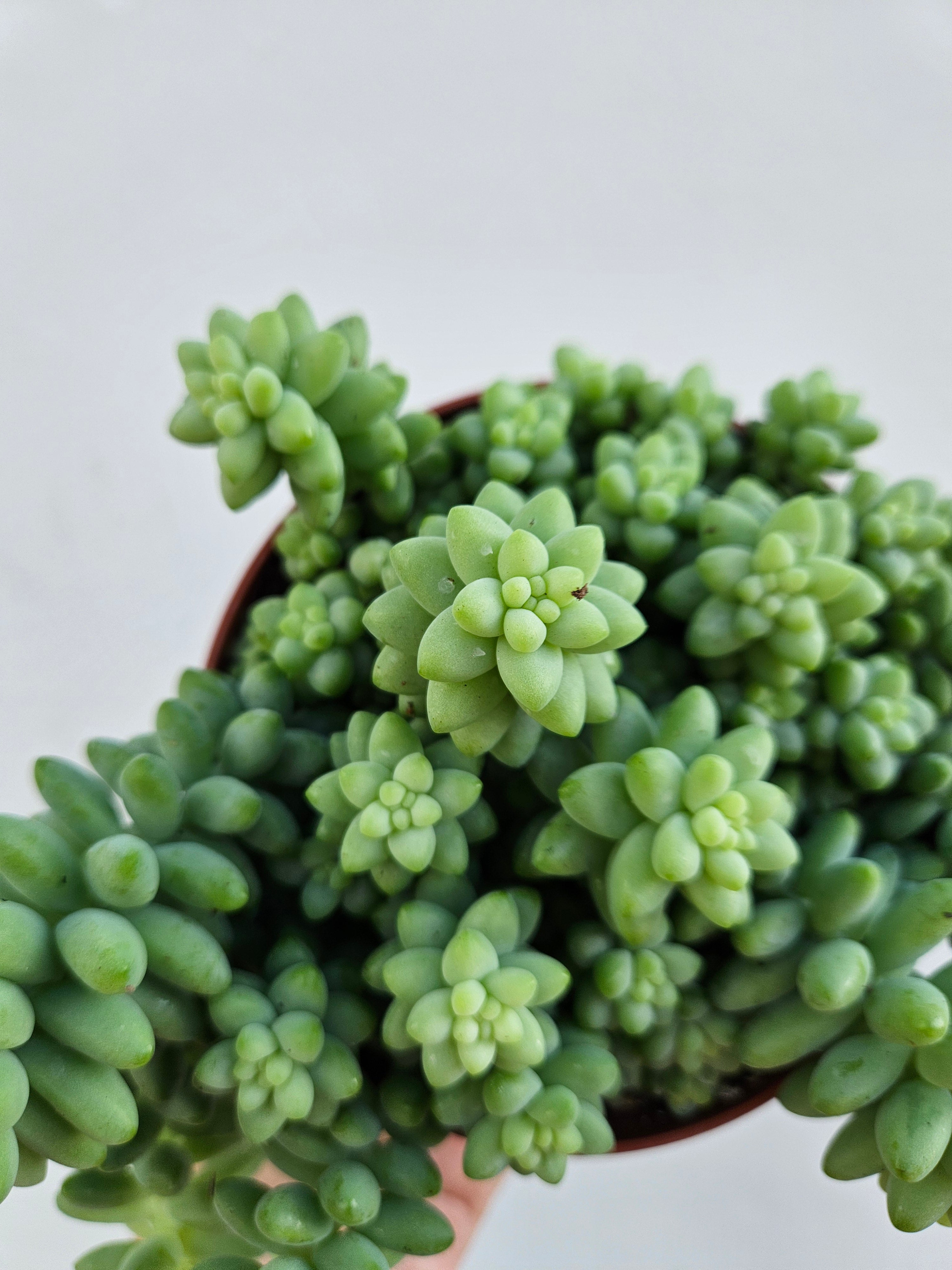 Sedum morganianum 'Burrito' (Donkey Tail)