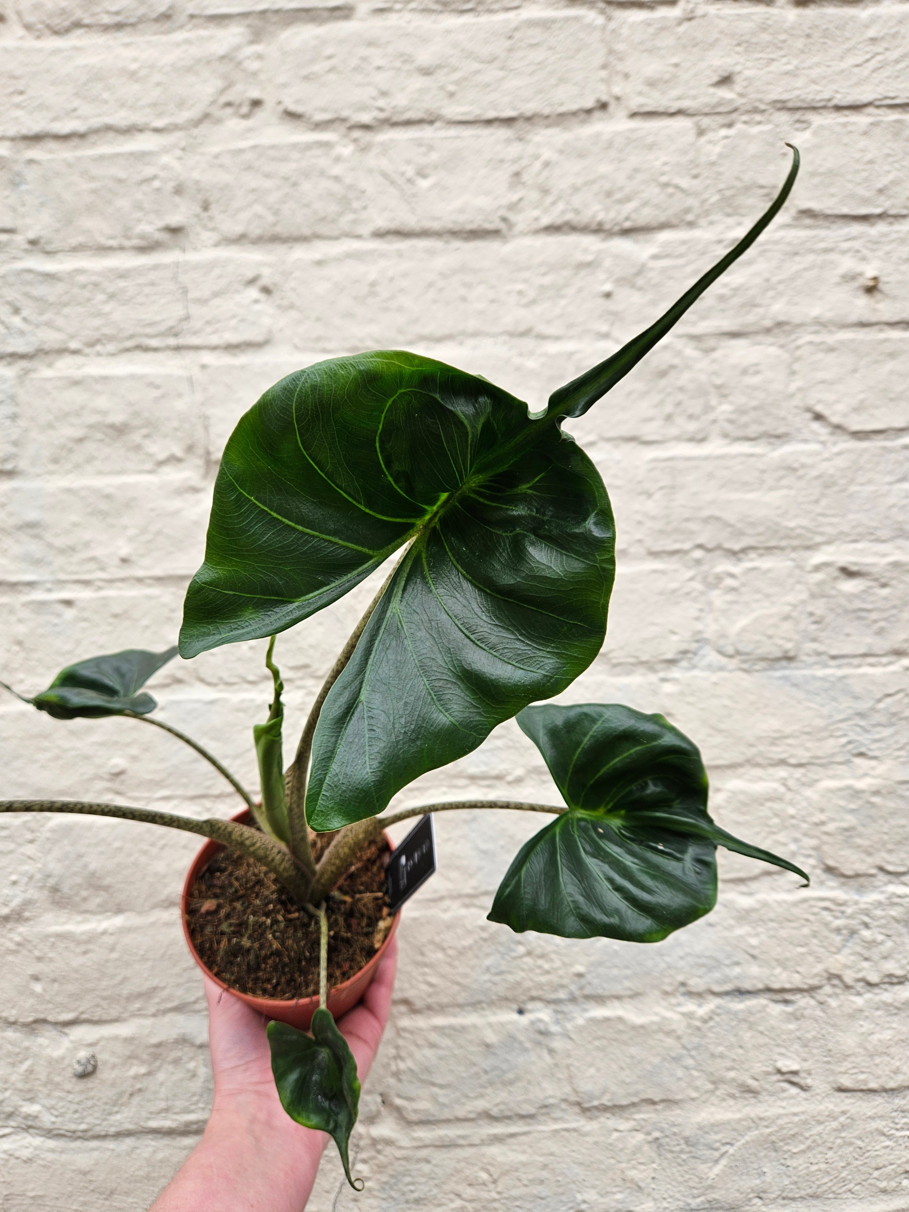 Alocasia macrorrhiza 'Stingray'