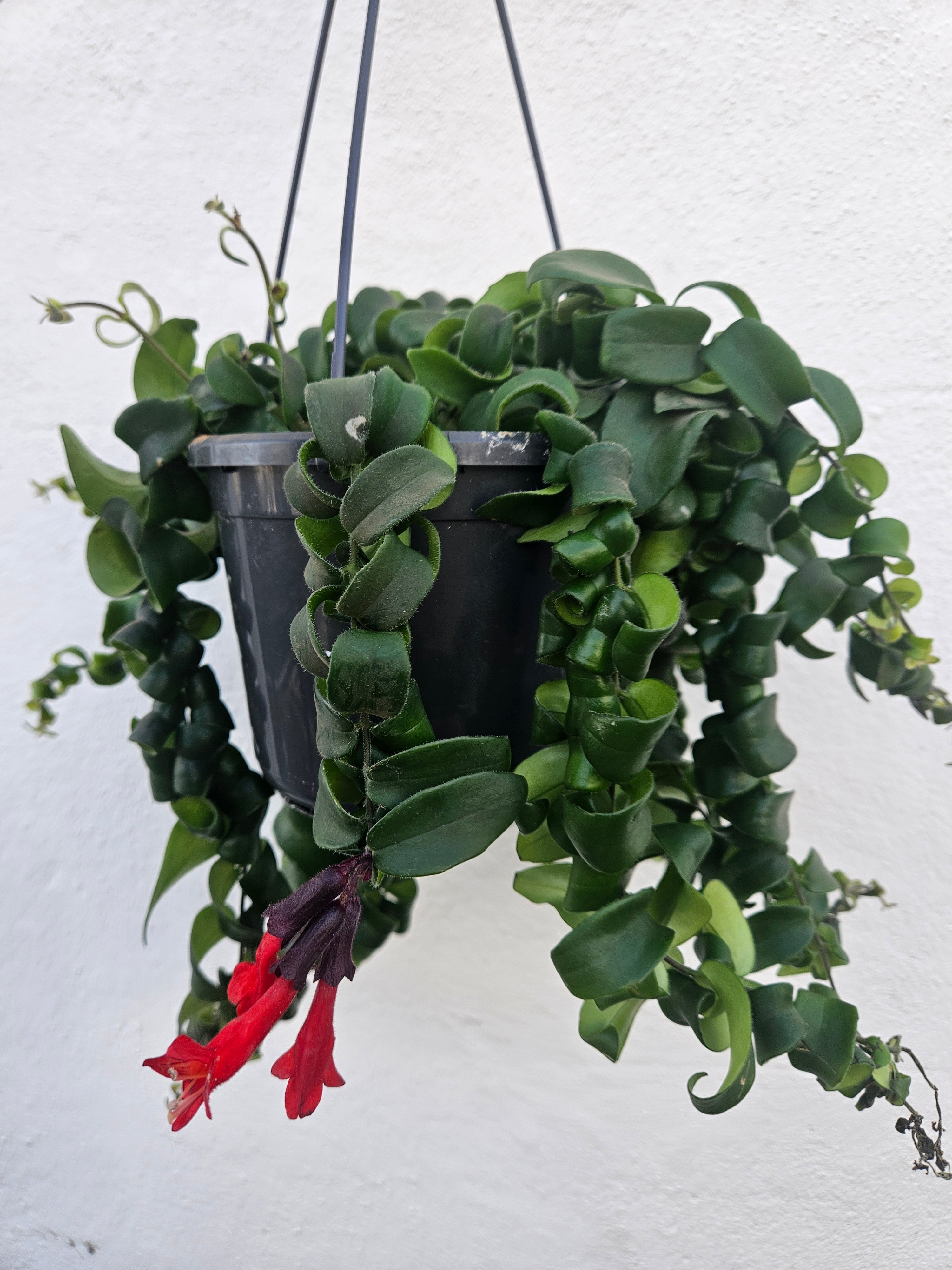 Aeschynanthus radicans 'Rasta' (Lipstick plant)