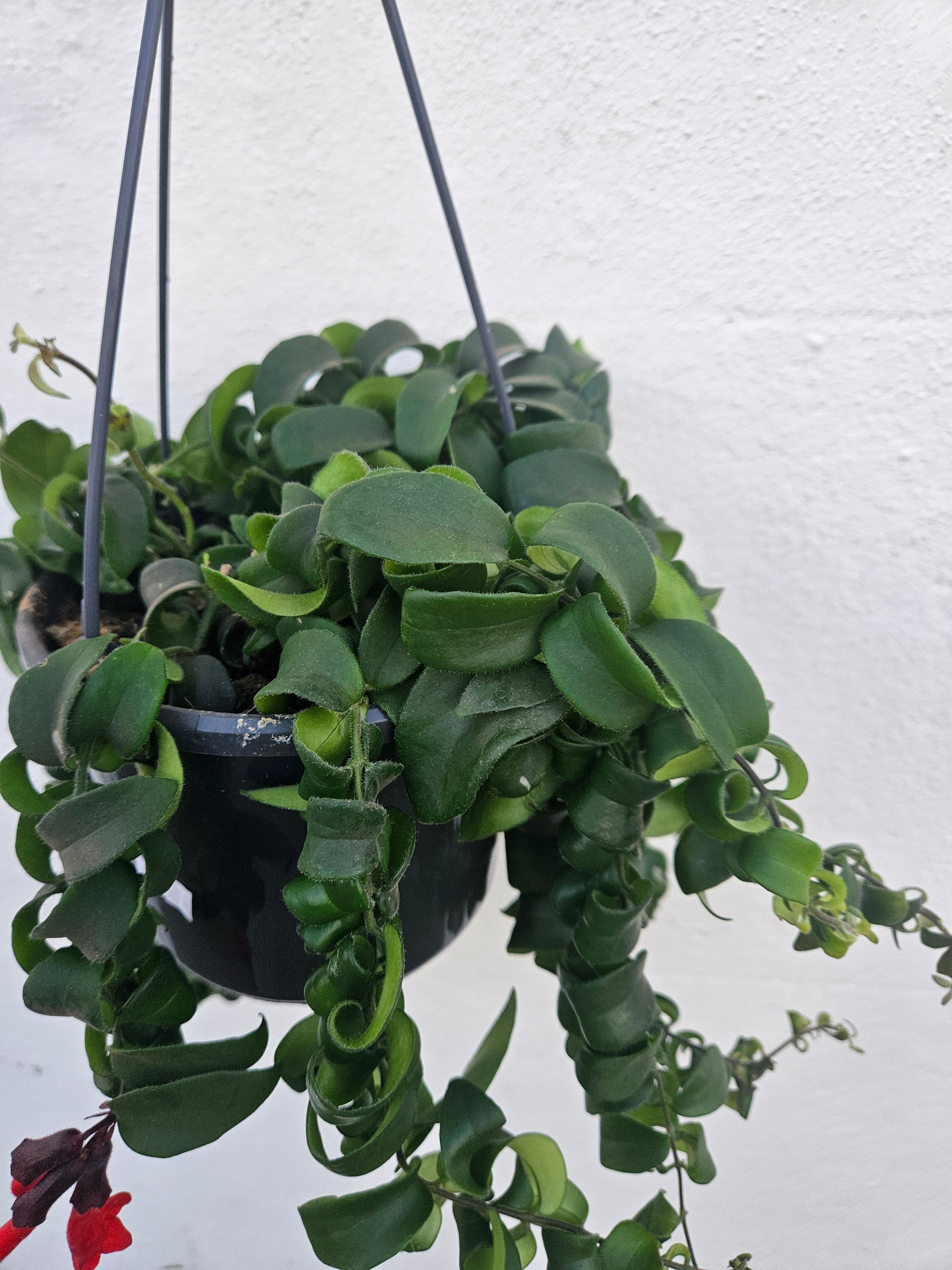 Aeschynanthus radicans 'Rasta' (Lipstick plant)
