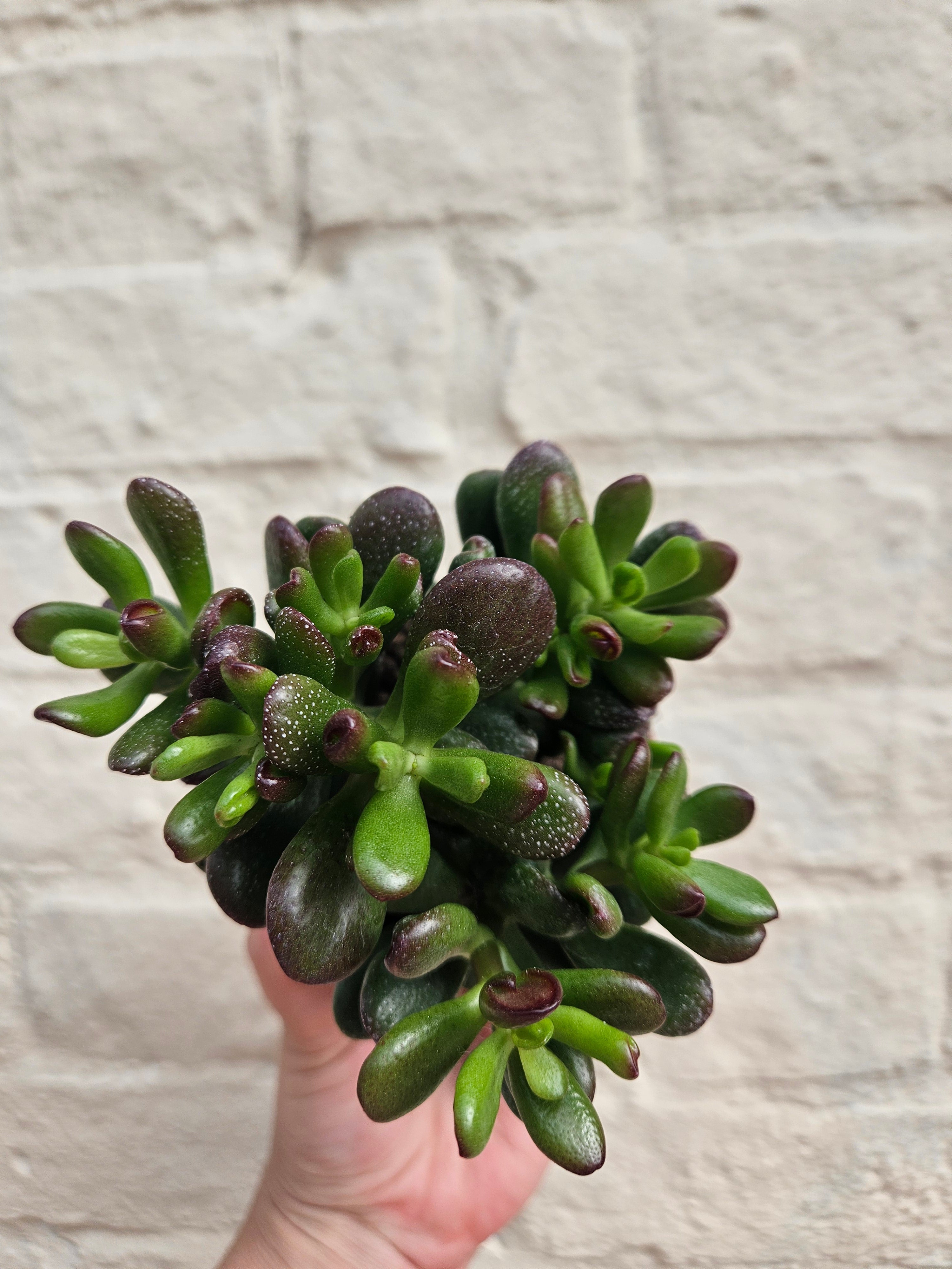 Crassula ovata 'Gandalf' (Jade plant)