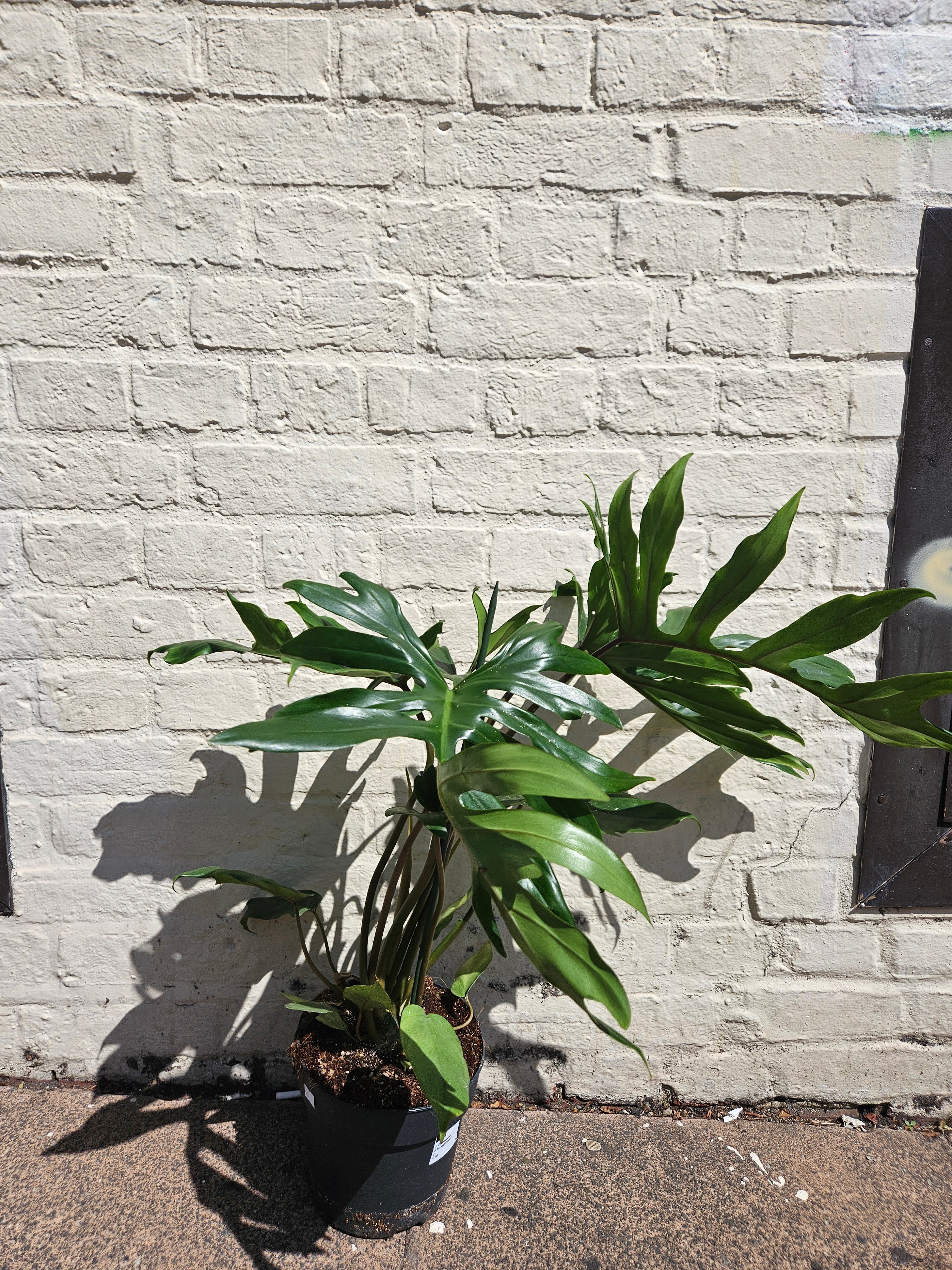 Philodendron mayoi (Tahiti Philodendron)