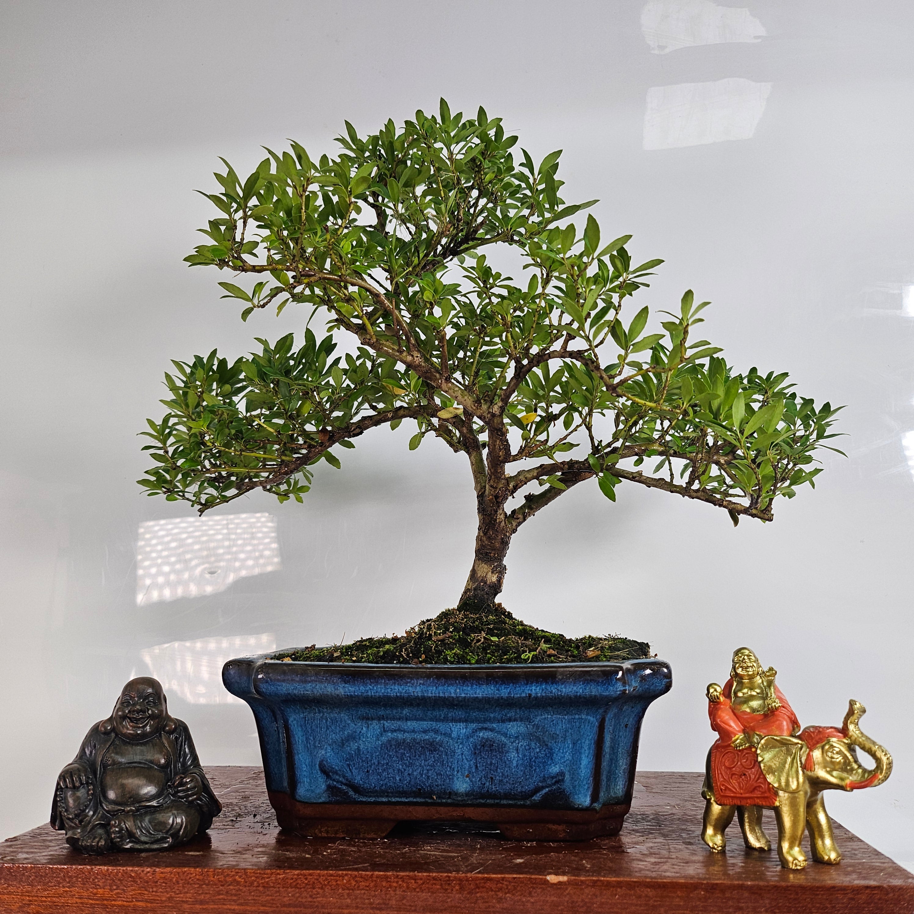 Japanese Holly (Ilex Crenata) Bonsai Tree | Shaped | In 25cm Pot