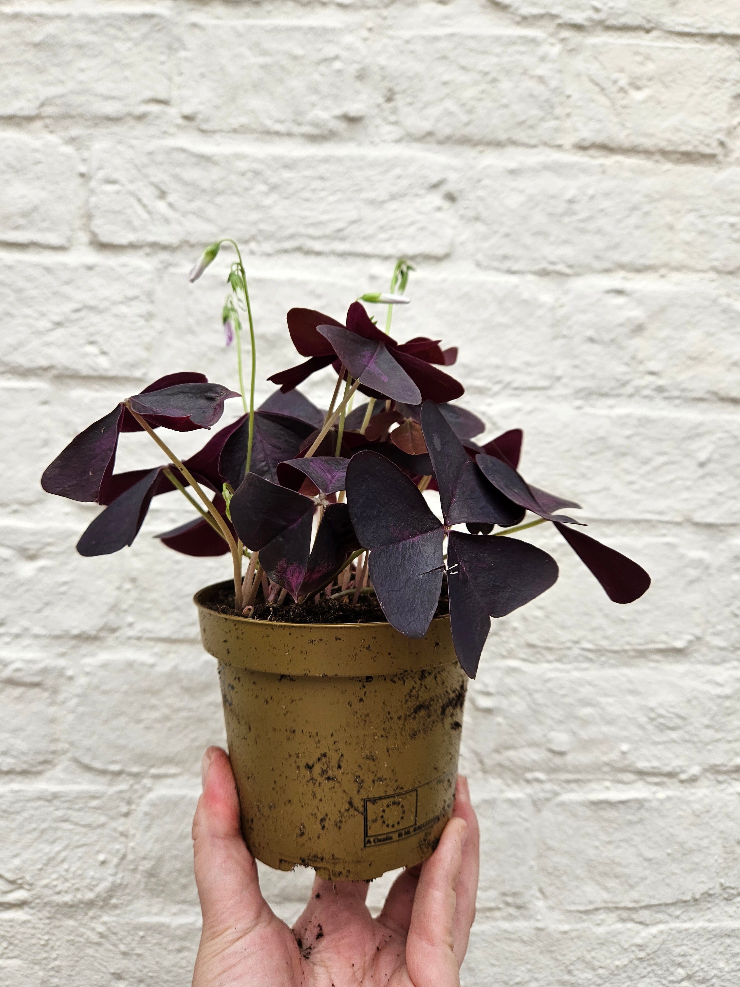 Oxalis triangularis (False Shamrock)