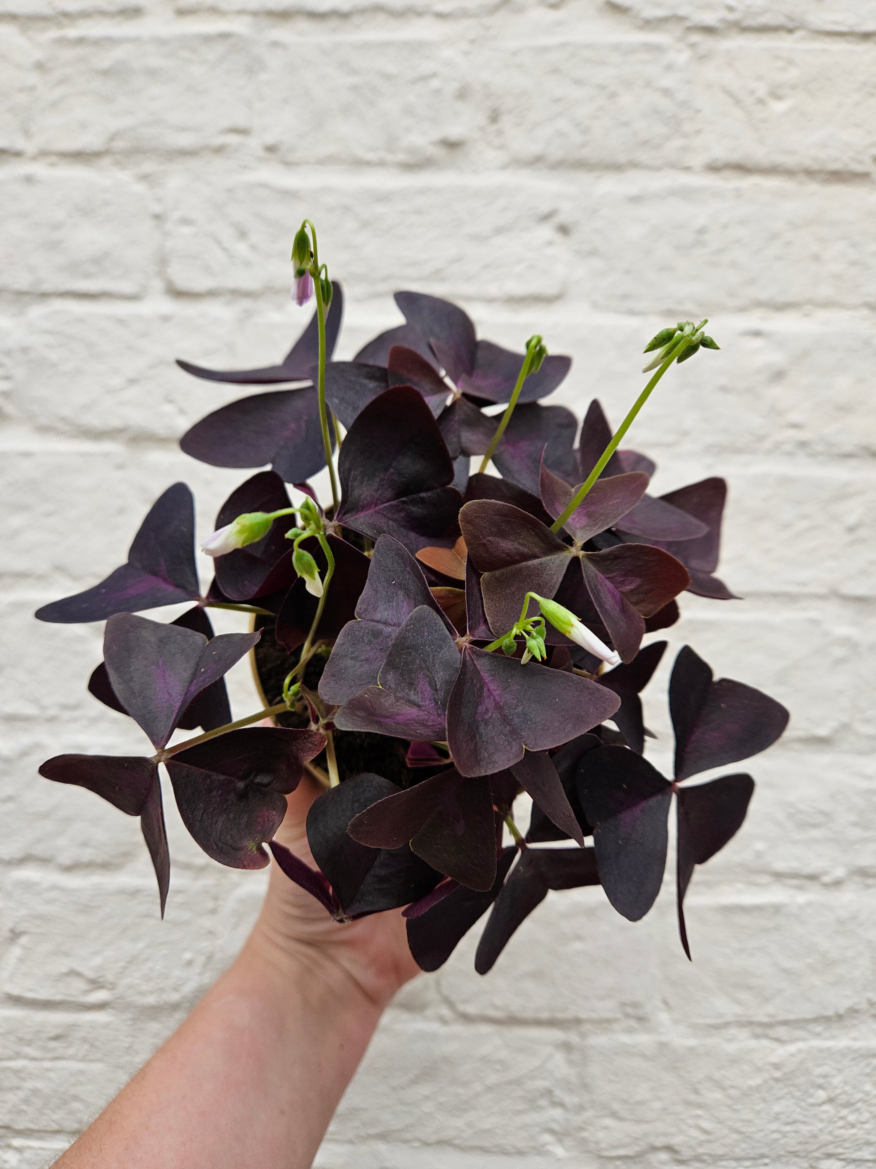 Oxalis triangularis (False Shamrock)
