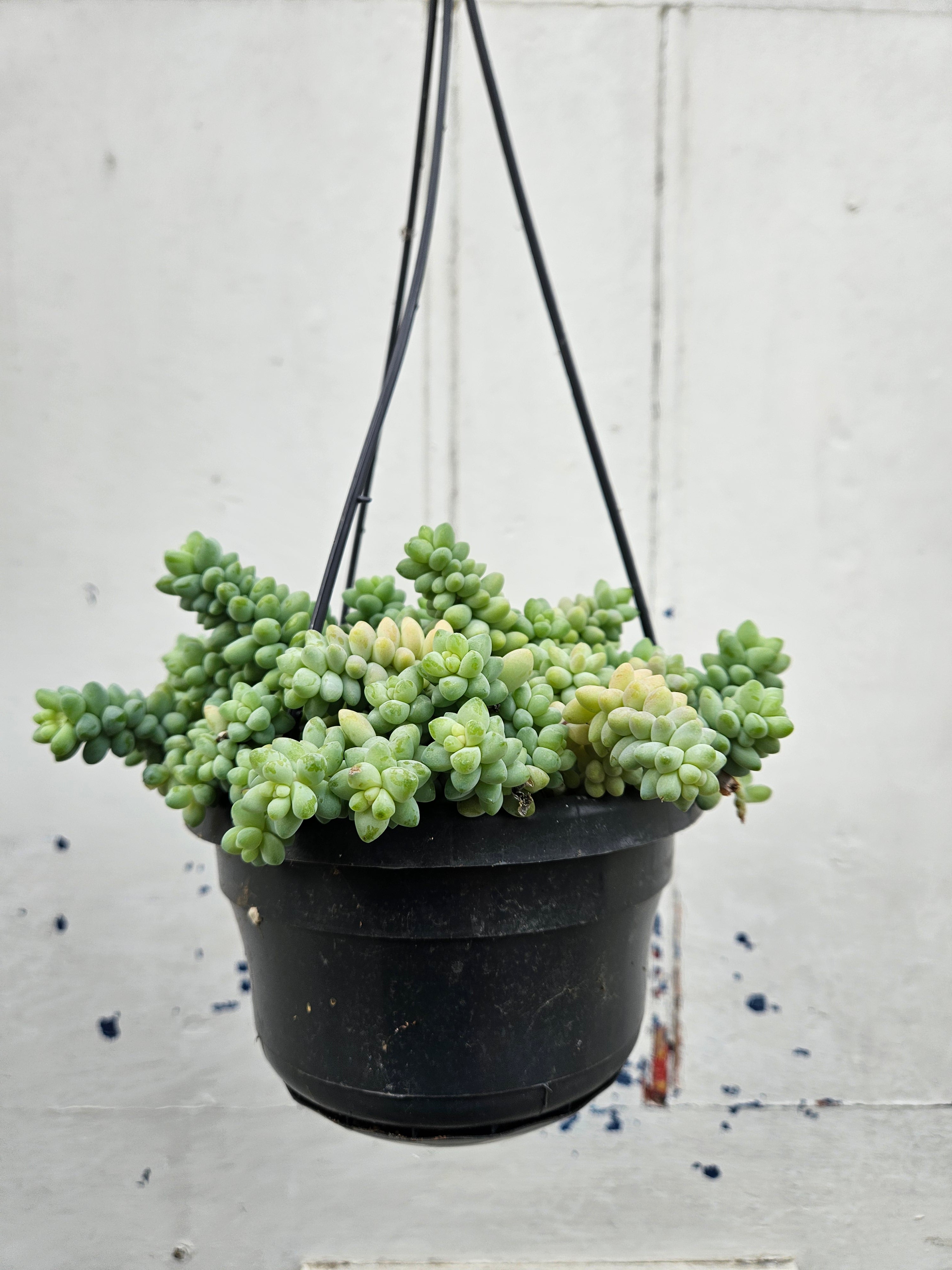 Sedum morganianum 'Burrito' (Donkey Tail)