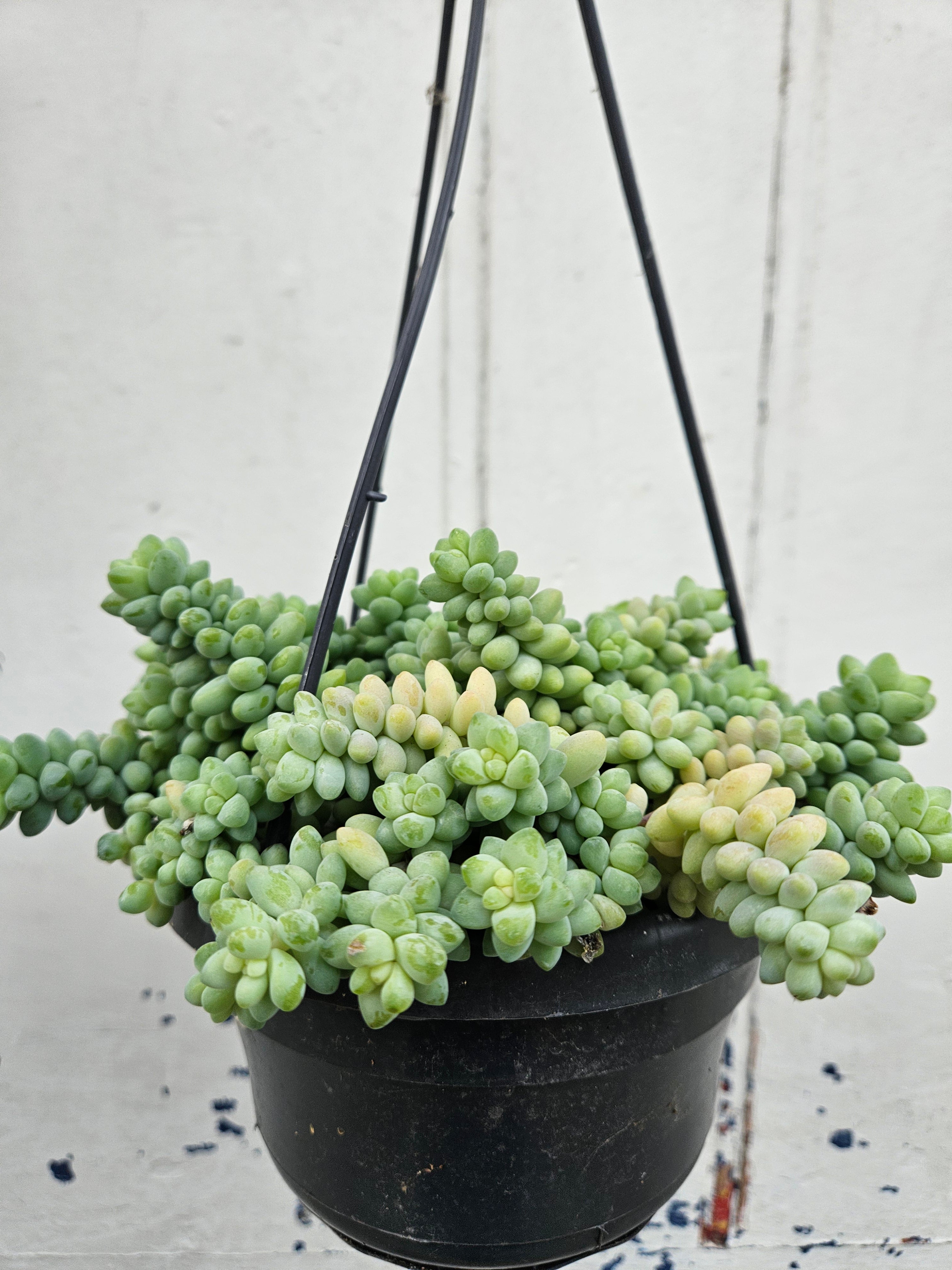 Sedum morganianum 'Burrito' (Donkey Tail)