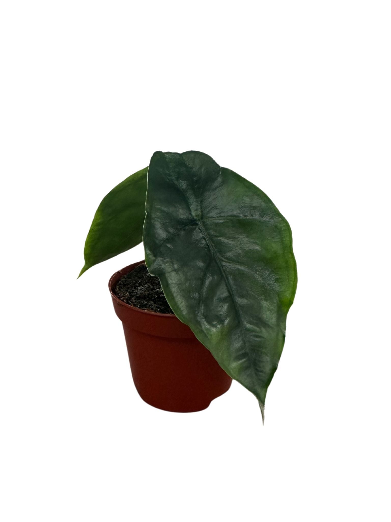 Alocasia Dragons Breath