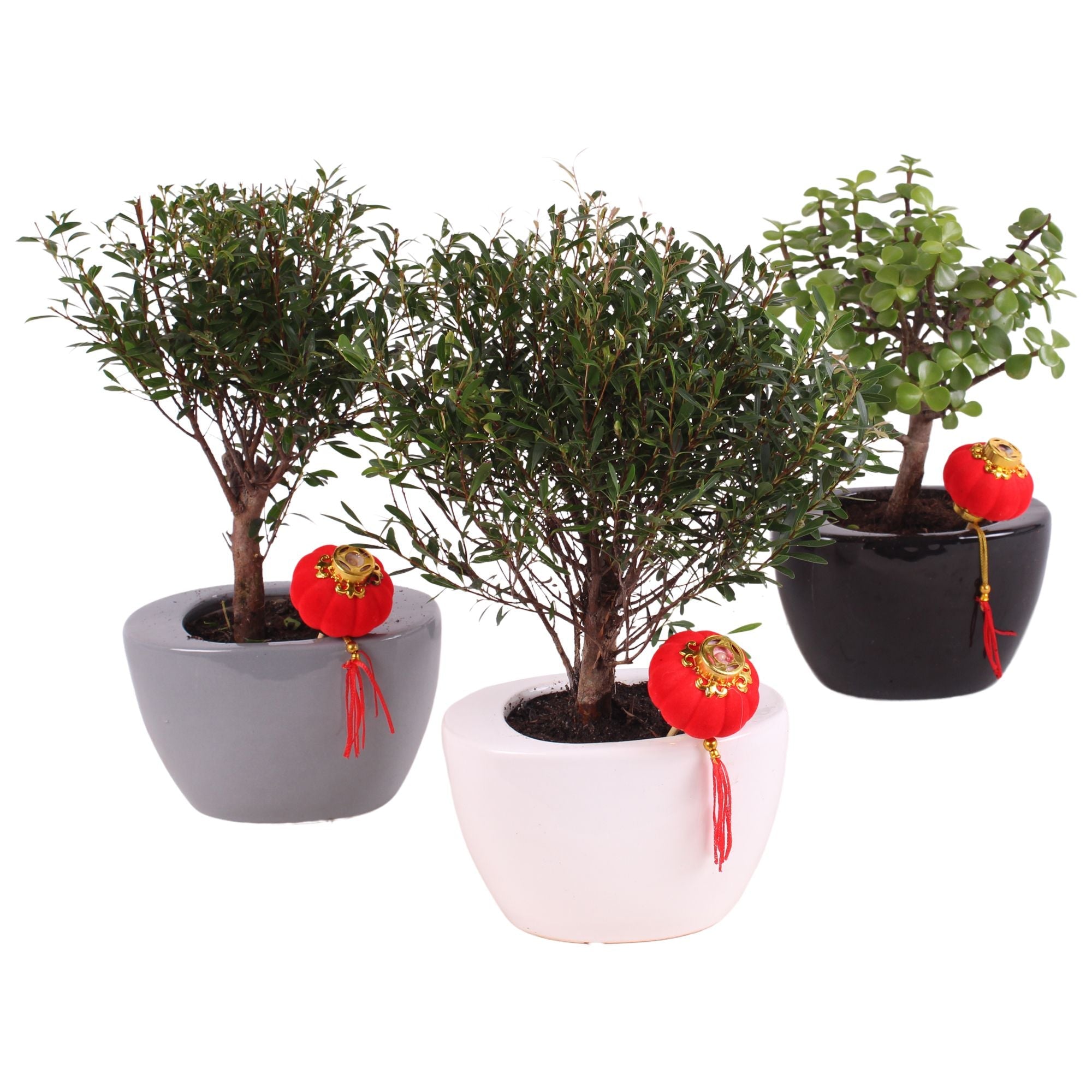 Bonsai (Indoor) Gemengd Keramiek Folded