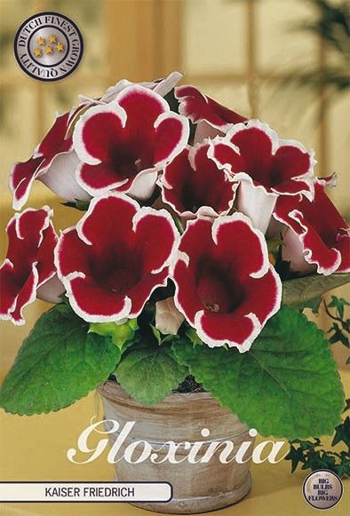 Bloembol Gloinia Kaiser Friedrich (1) 5/6