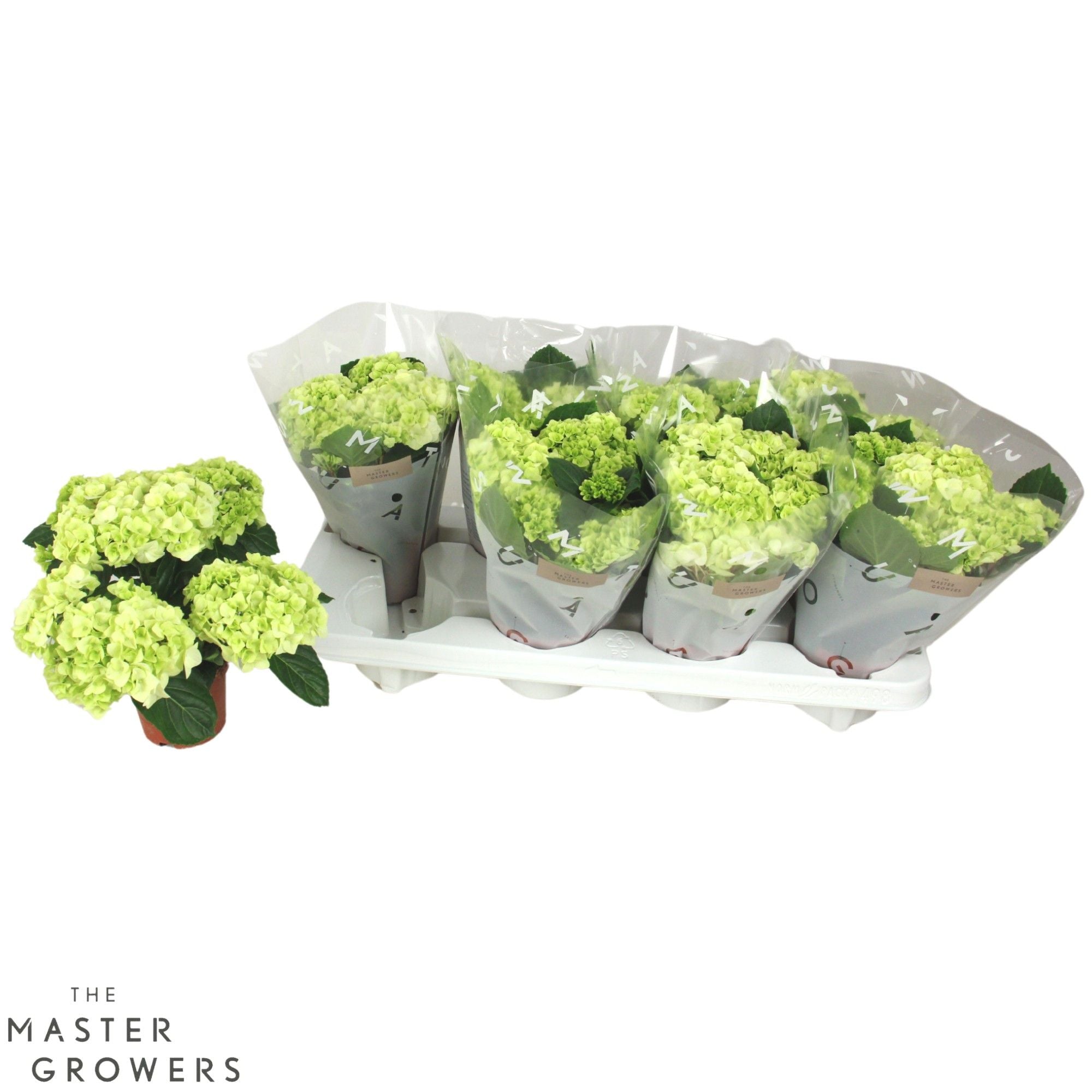 Hydrangea M High White Sun 3+