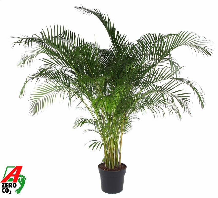 Dypsis Lutescens