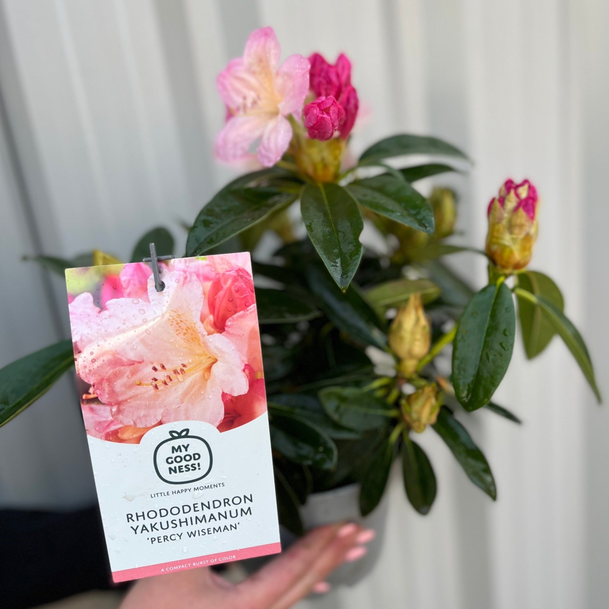 Rhododendron 'Percy Wiseman' 3L