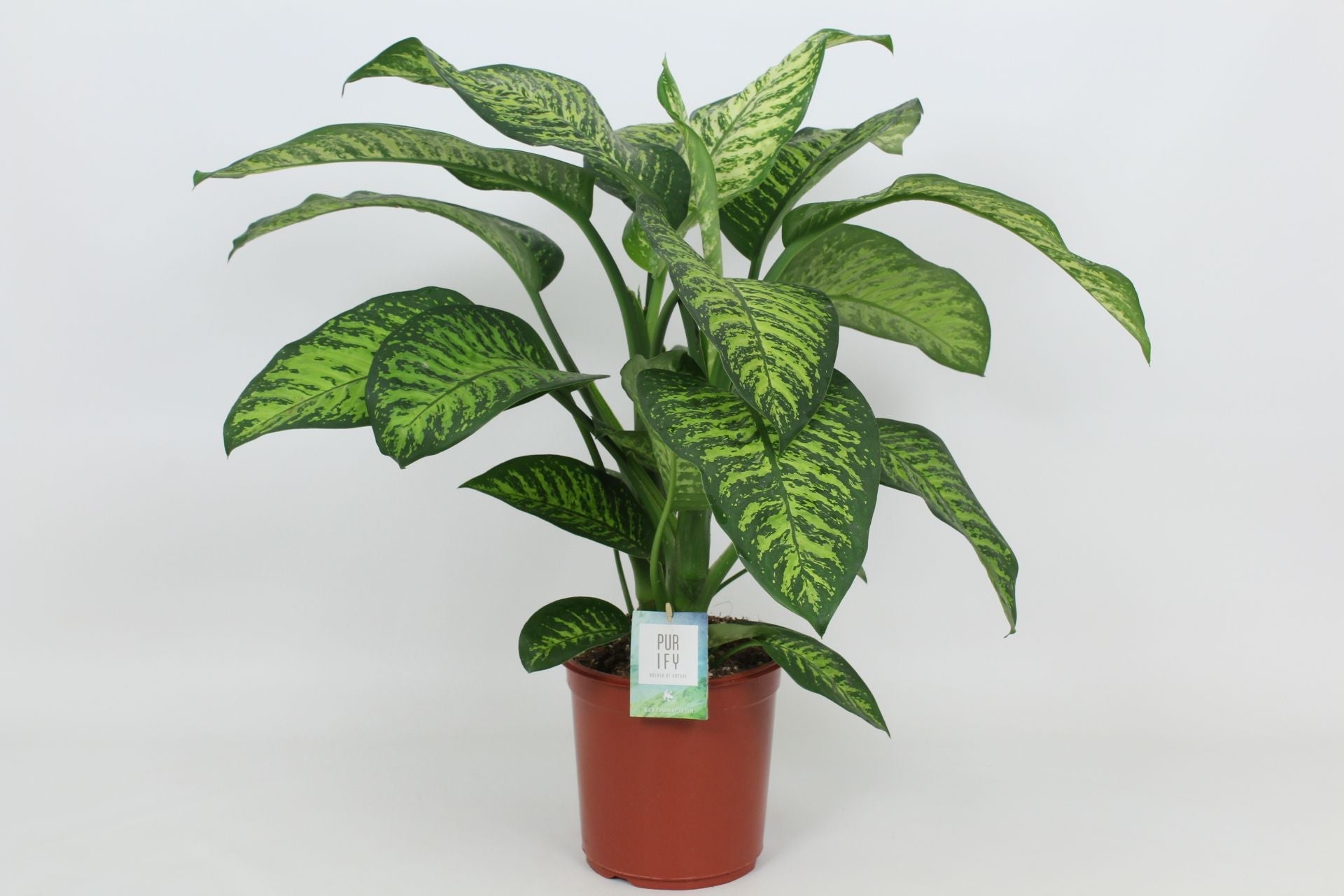 Dieff Tropic Jewel