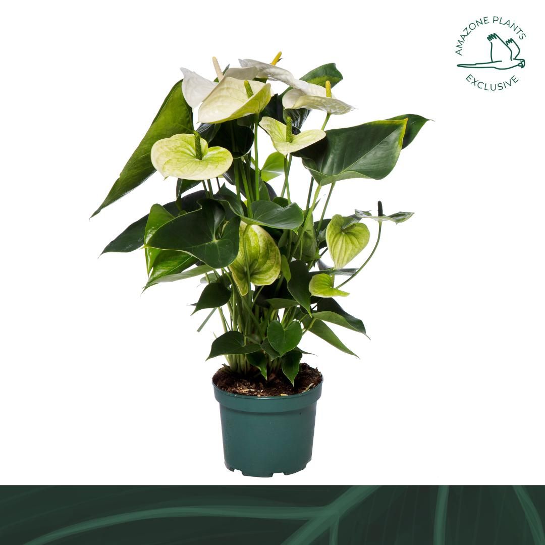 Anthurium An Samora
