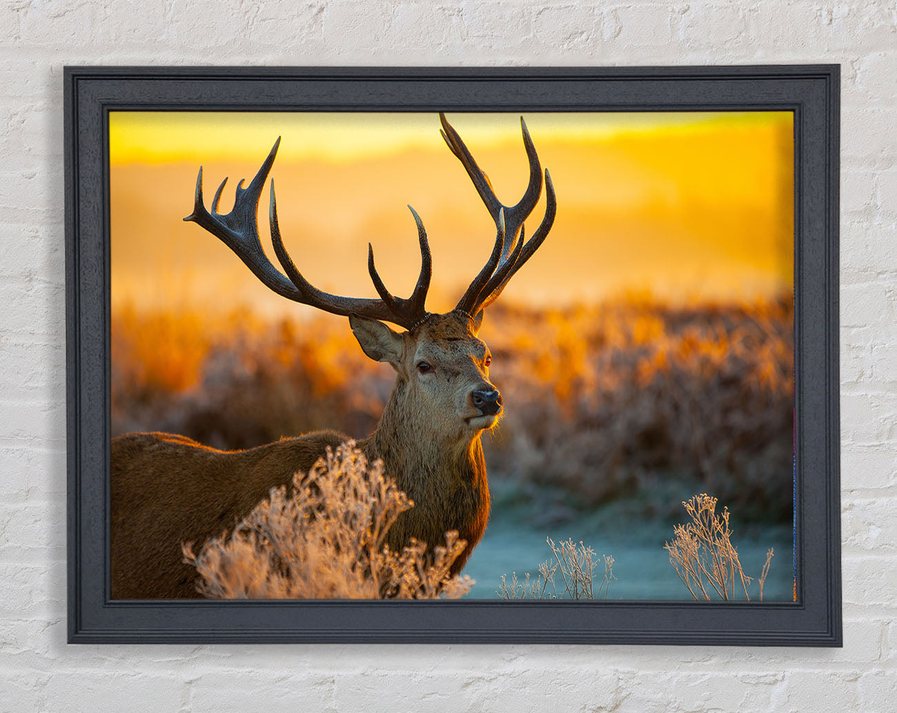Crisp winters stag Framed Wall Art