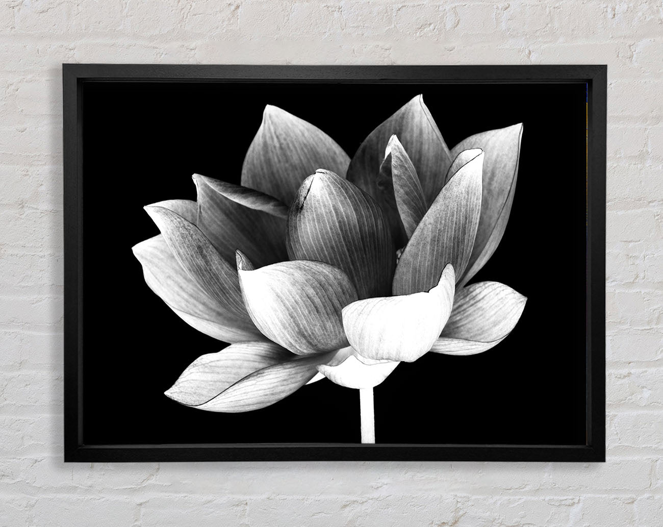 Black and white flower beauty Framed Wall Art