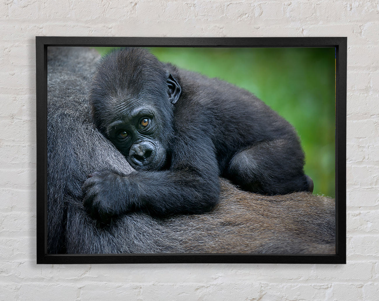 Baby gorilla Holding on Framed Wall Art