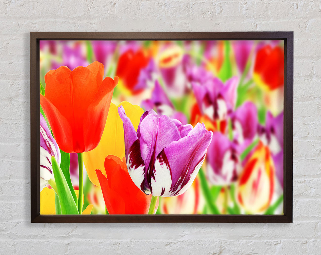 Colourful tulips in up close Framed Wall Art