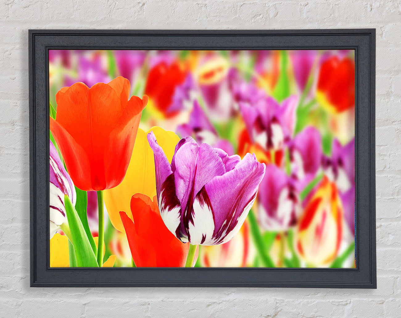 Colourful tulips in up close Framed Wall Art