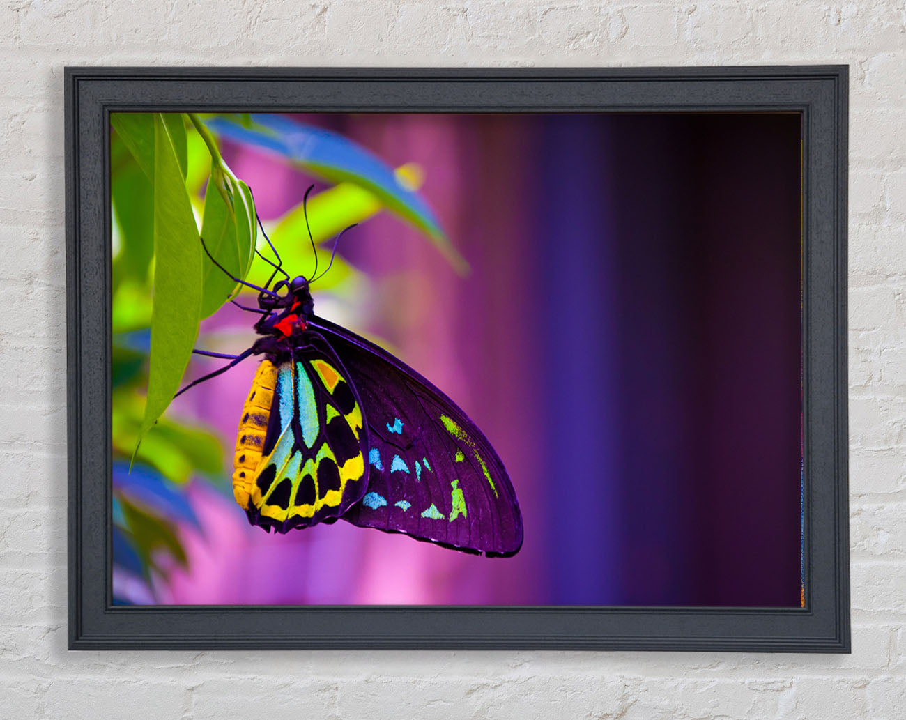 Butterfly closeup on a leaf Framed Wall Art
