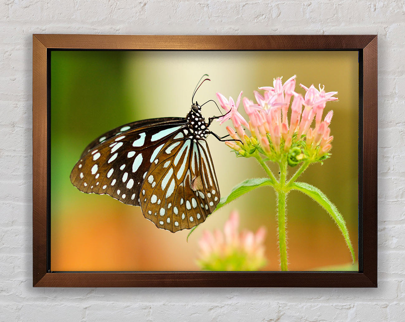 Butterfly feeding time Framed Wall Art