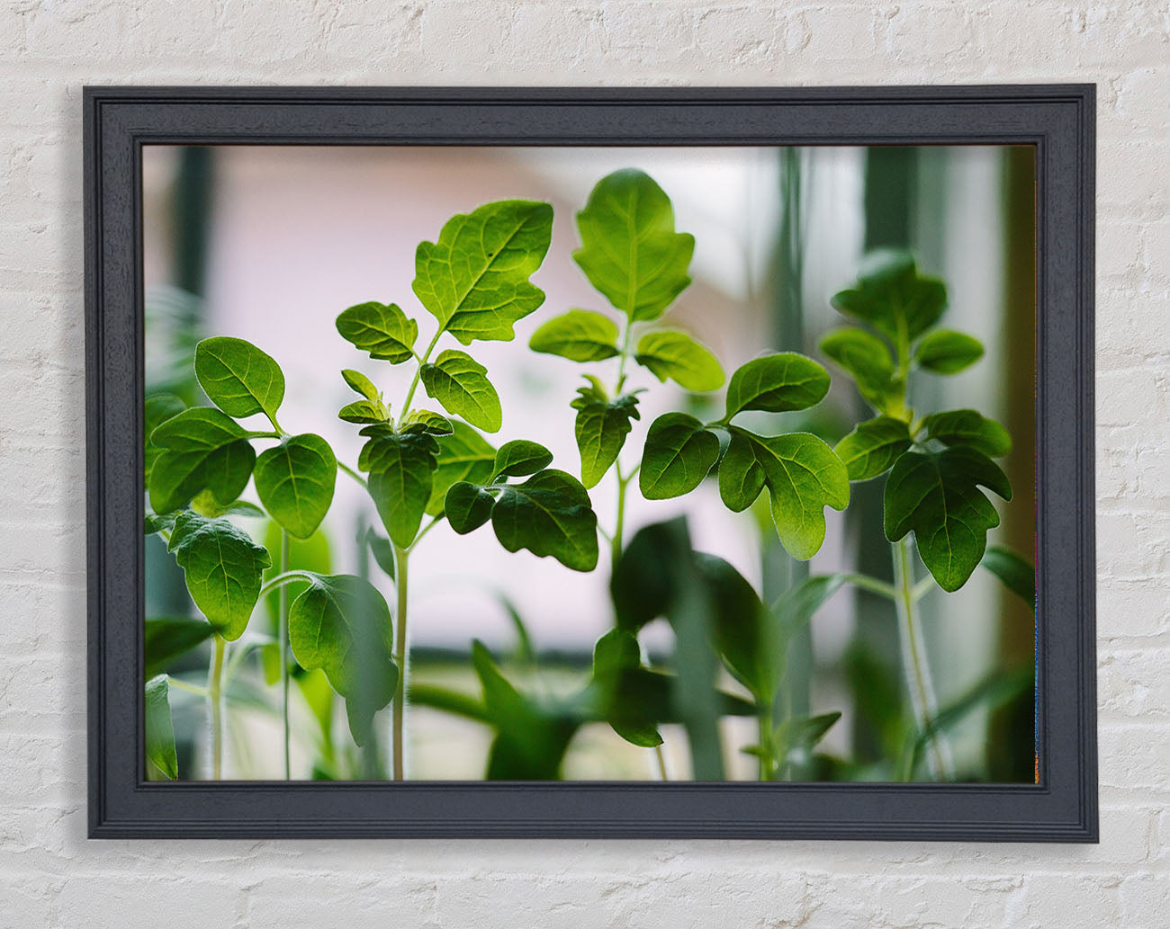 Baby foliage growing Framed Wall Art