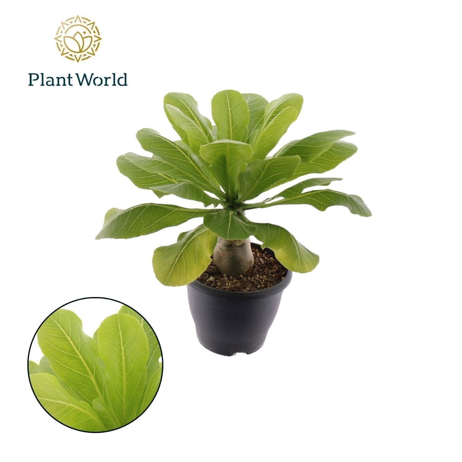 Brighamia Insignis Hawaii Palm