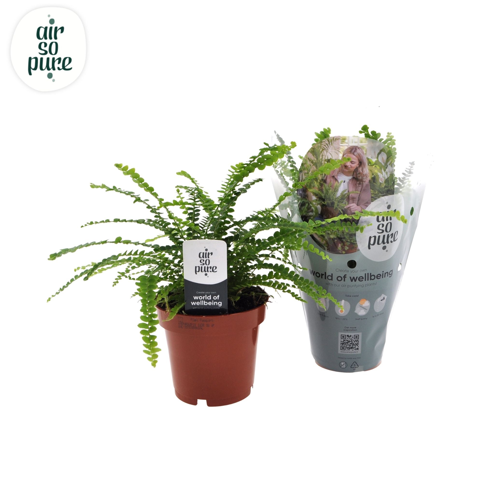 Nephrolepis Co Duffii