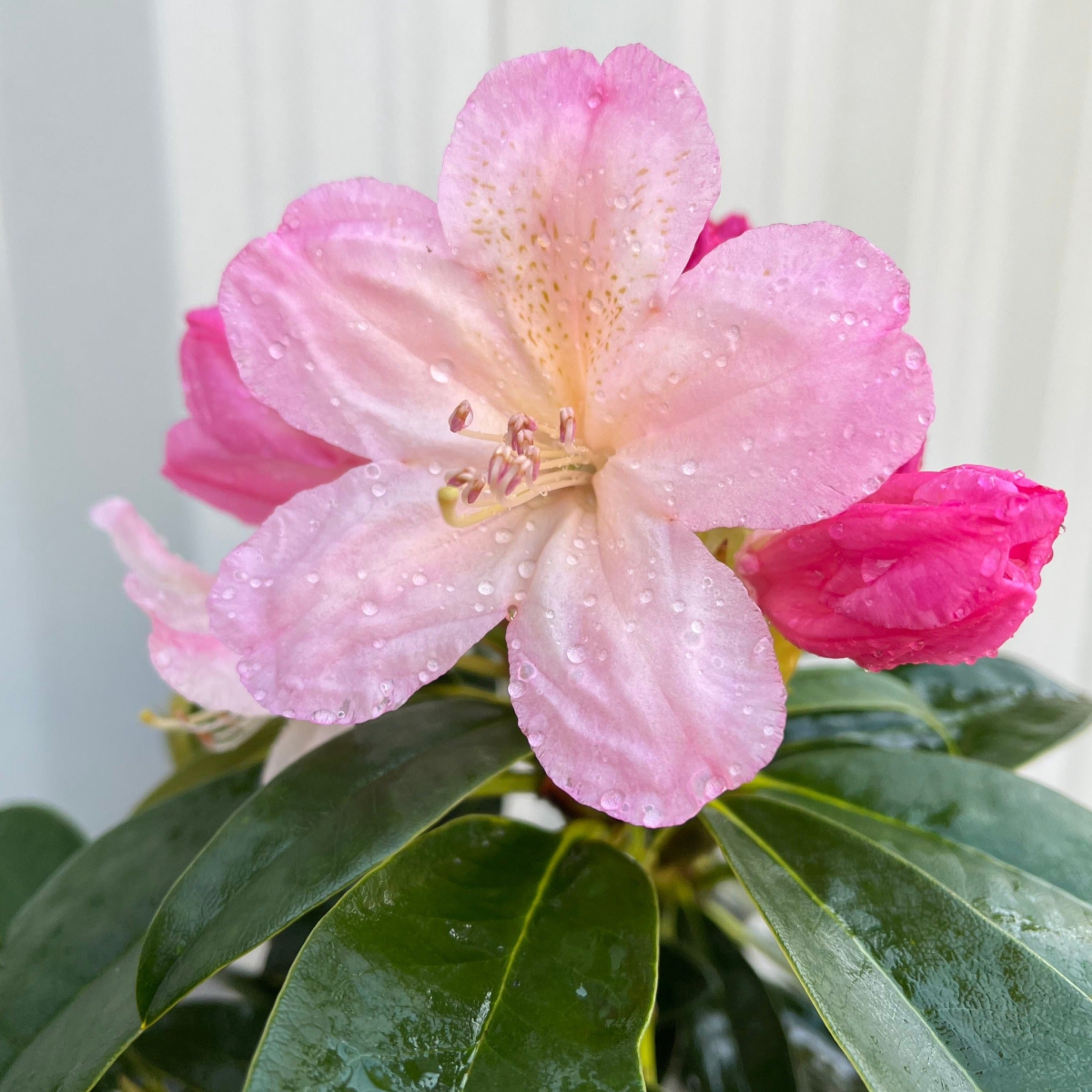 Rhododendron 'Percy Wiseman' 3L
