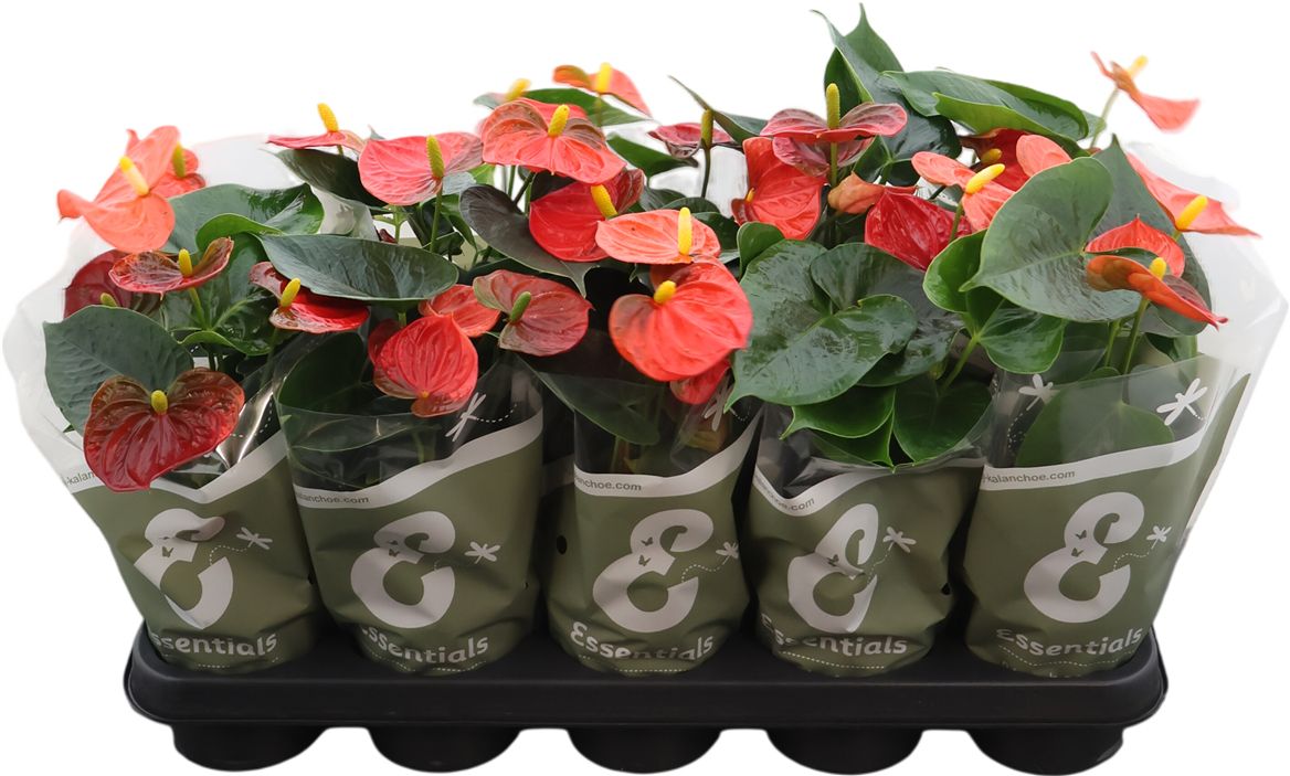 Anthurium An Stilo