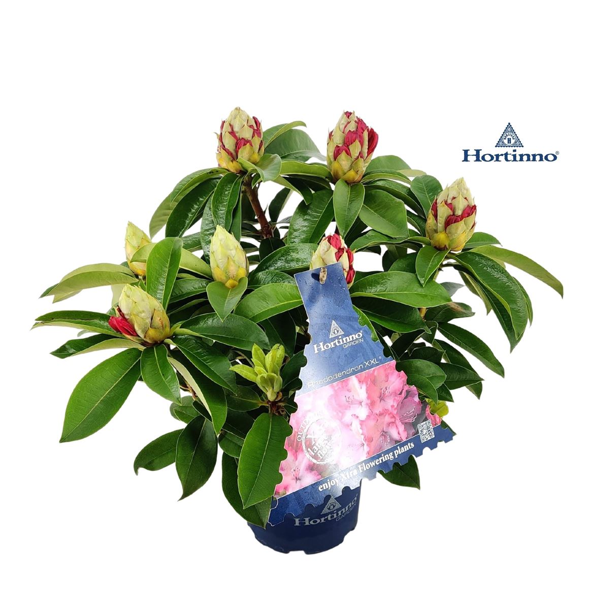 Rhododendron Ov l