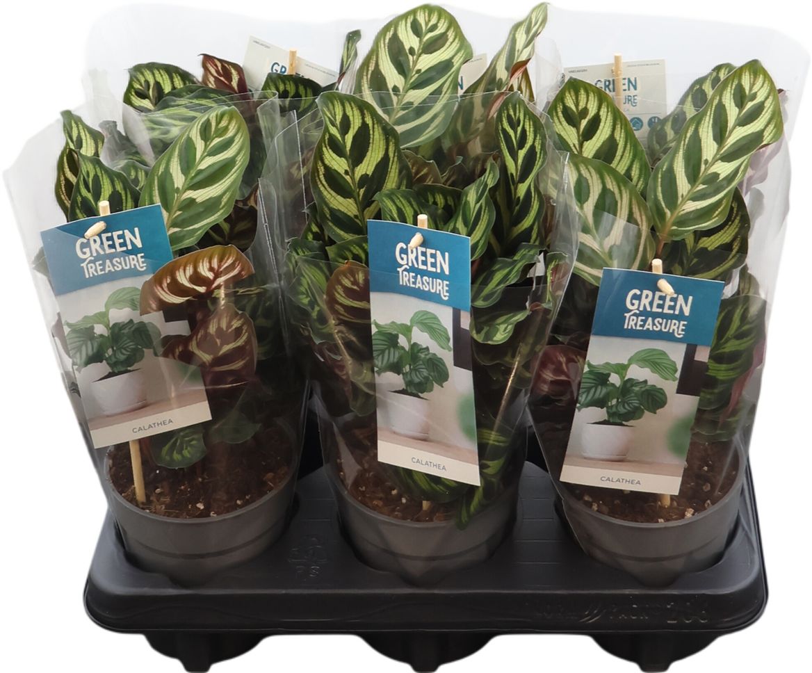 Calathea Makoyana