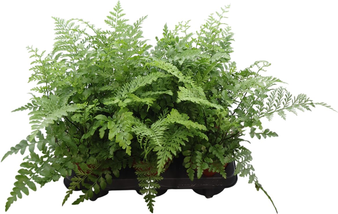 Asplenium Parvati