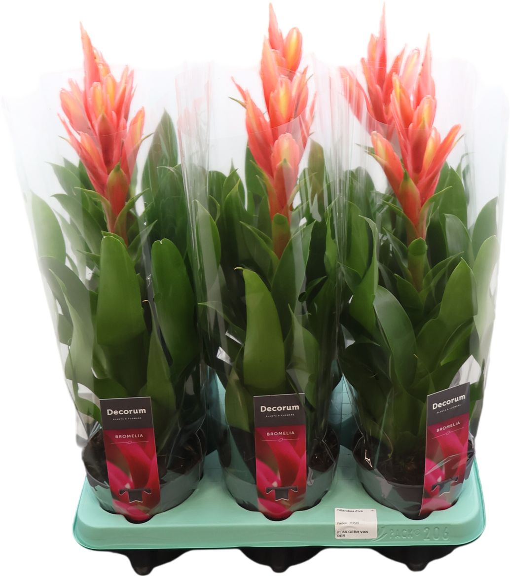 Tillandsia 'ziva'