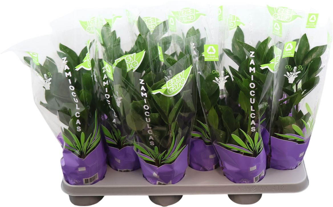 Zamio Zamiifolia 4+