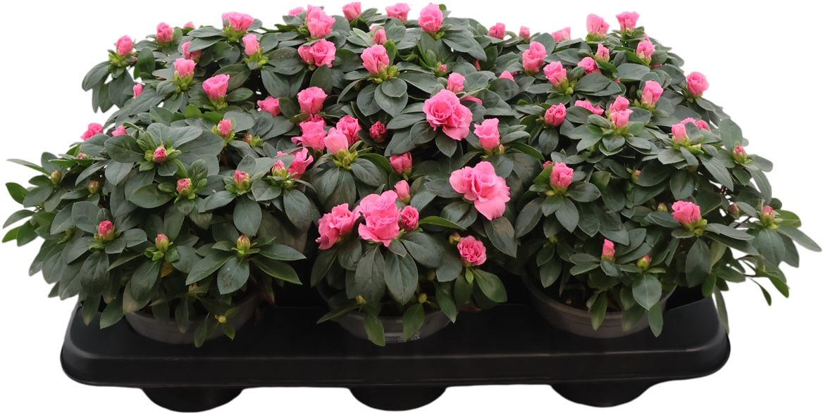 Rhodo Si Aiko Pink