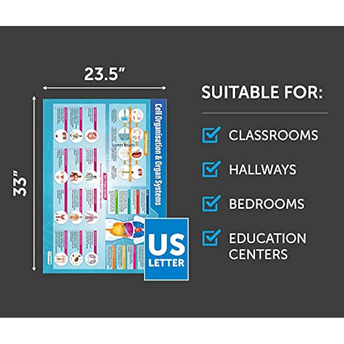 Daydream Education Biology Science Posters - Set of 13 - EXTRA LARGE A1 (850mm x 594mm) - Laminated - Science Secondary School Wall Charts for the Classroom
