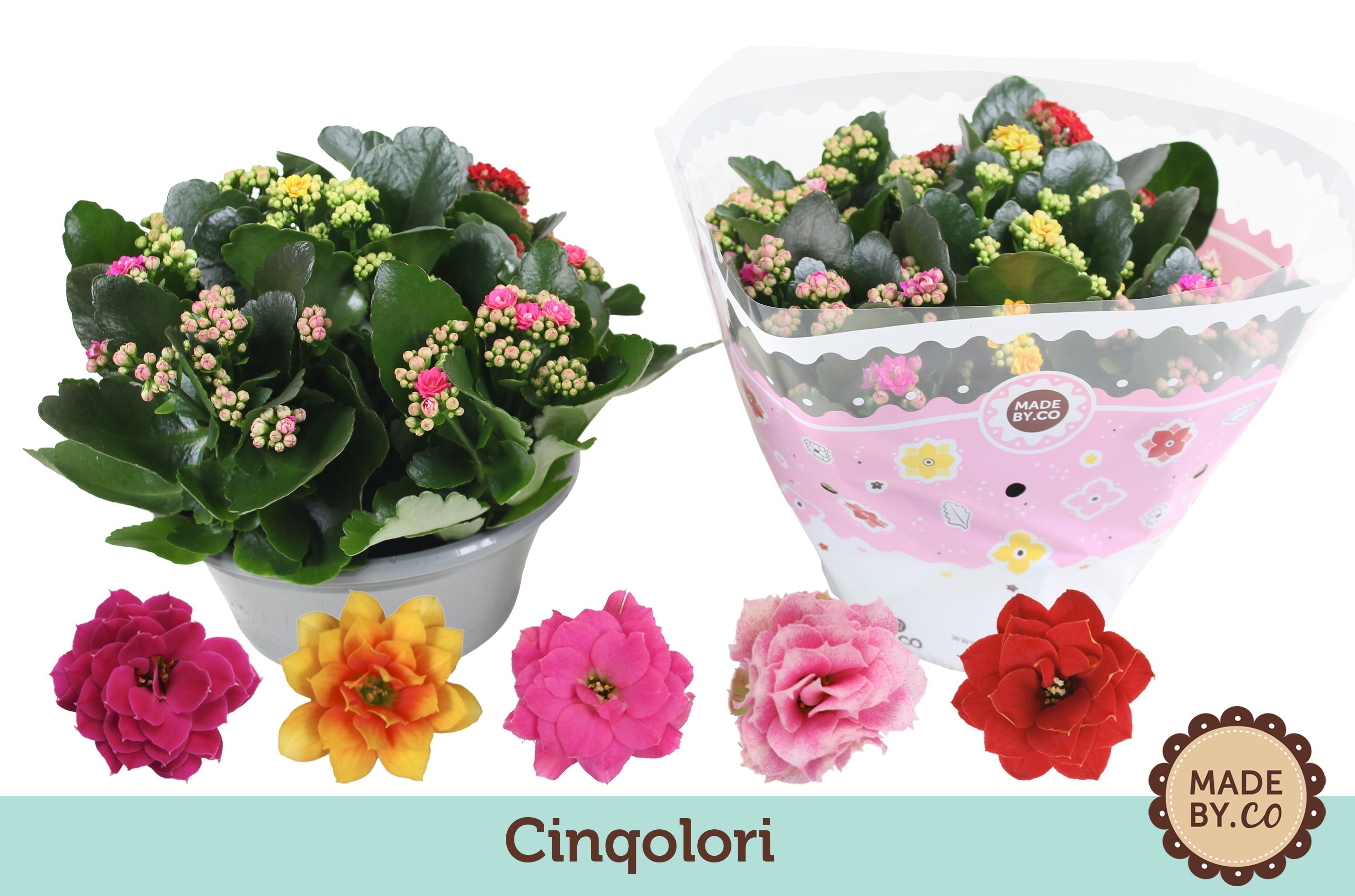 Kalanchoe Gev Gemengd Carnaval