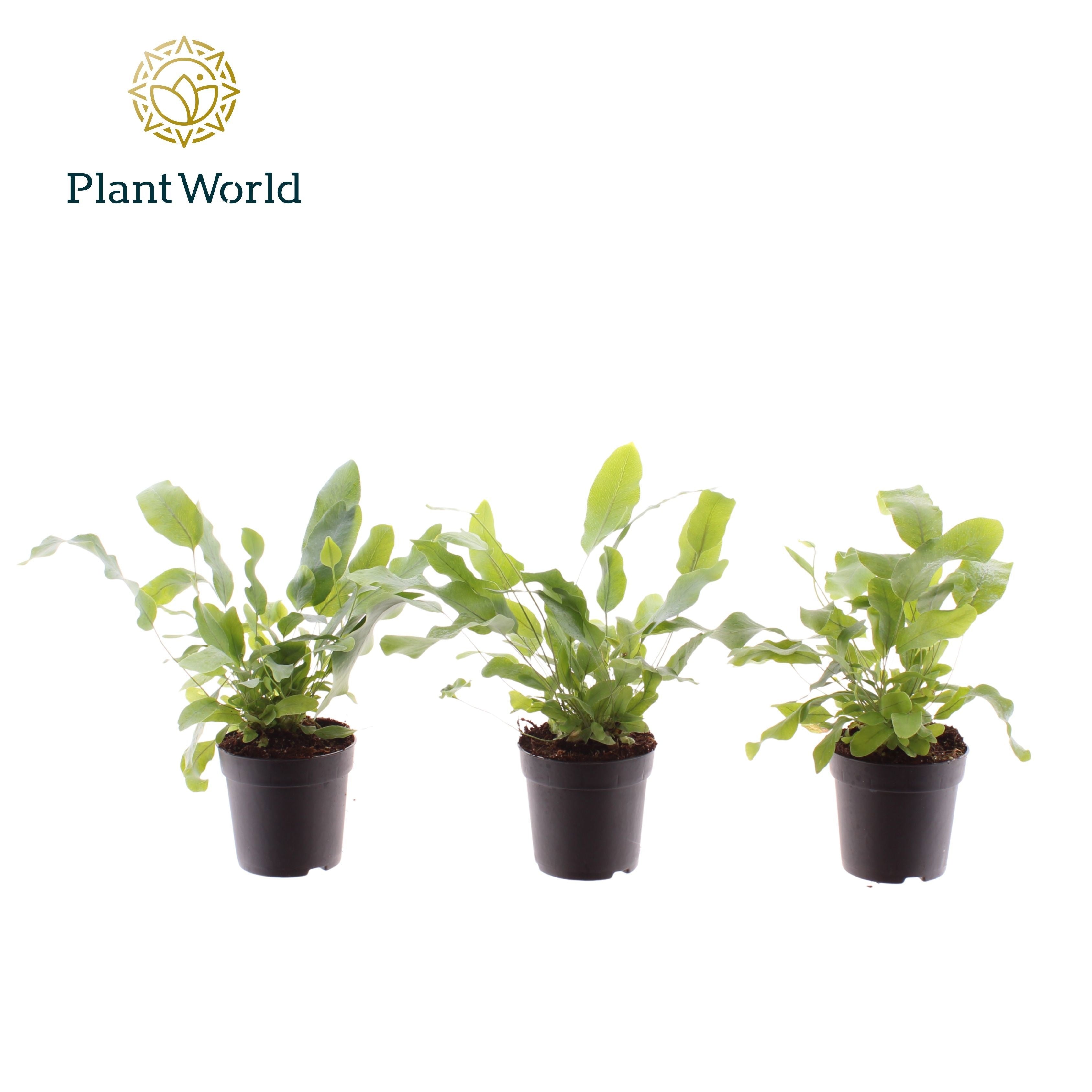 Phlebodium Blue Star
