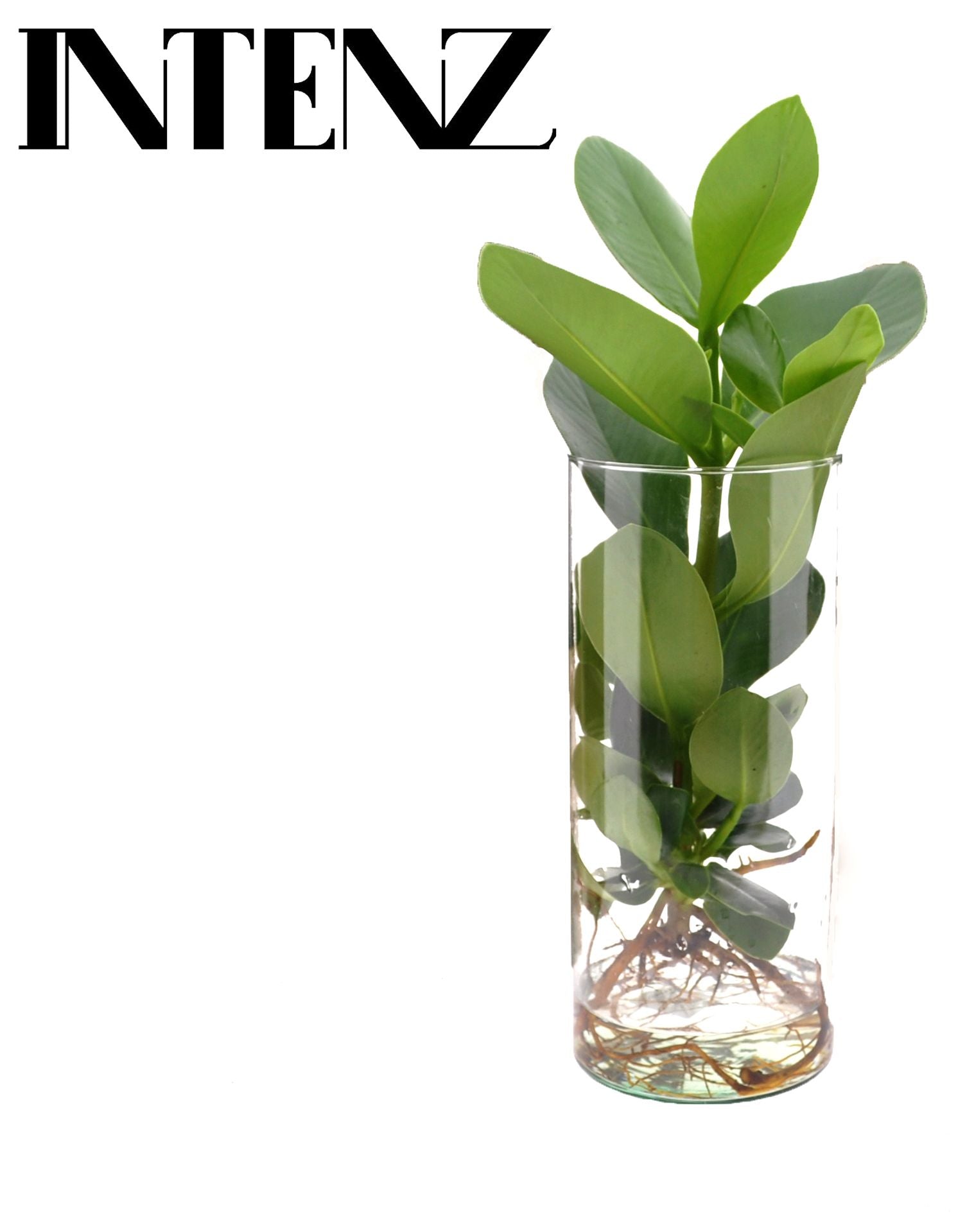 Opm Intenz Clusia Glas Cilinder