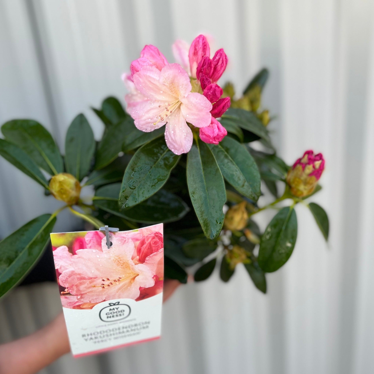 Rhododendron 'Percy Wiseman' 3L