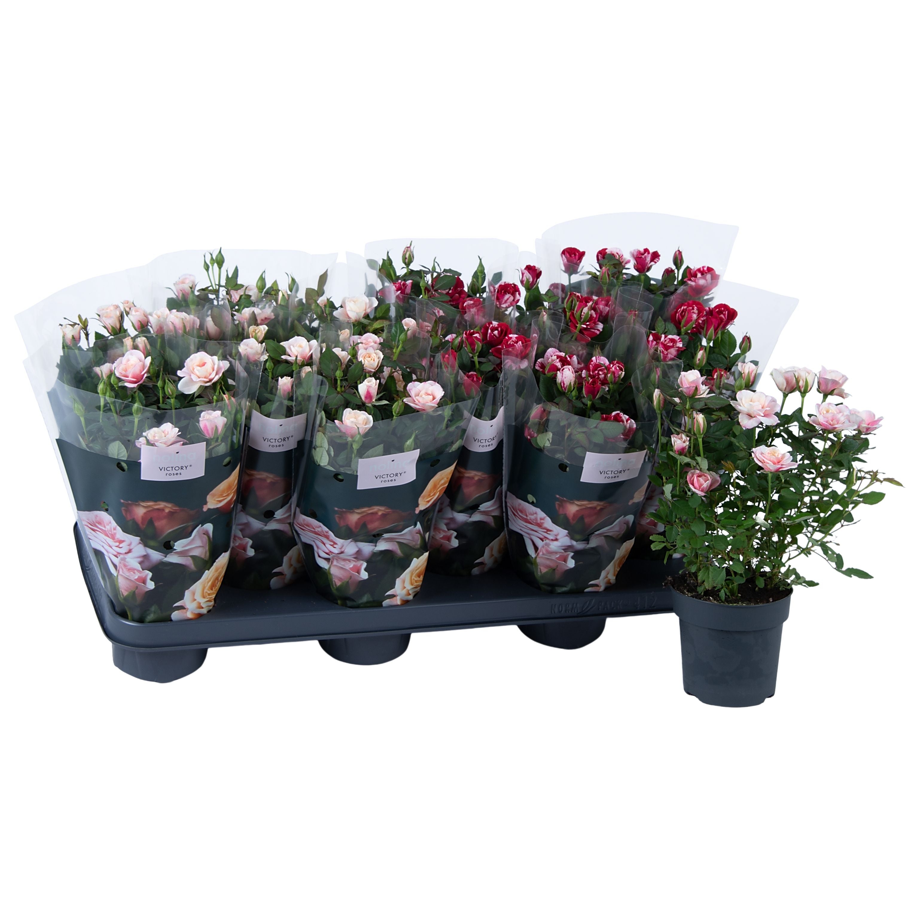 Rose Victory Gemengd Gigi - Piia