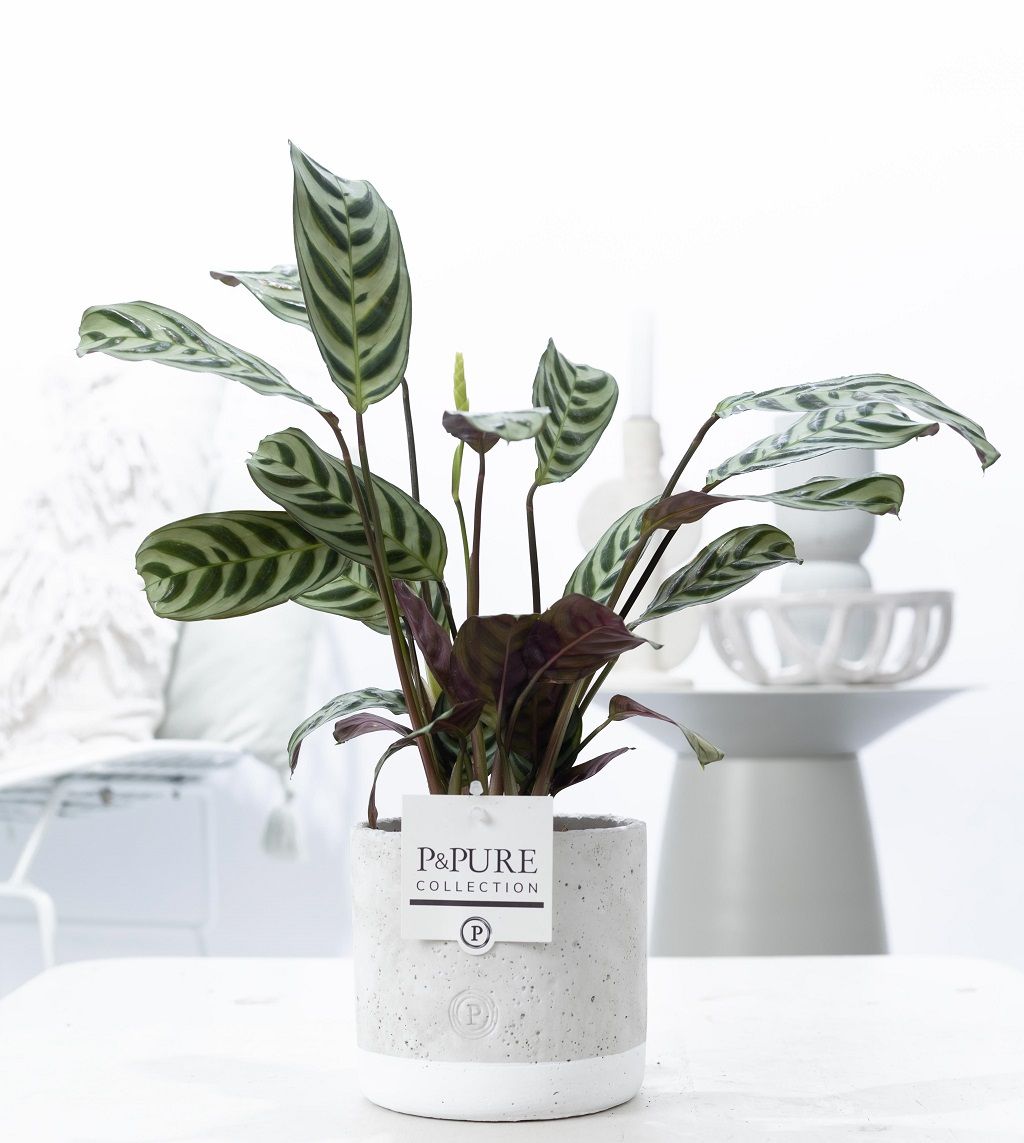 Ctenanthe Burle Marxii Keramiek Jade