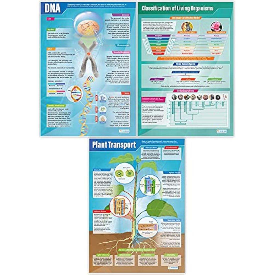 Daydream Education Biology Science Posters - Set of 13 - EXTRA LARGE A1 (850mm x 594mm) - Laminated - Science Secondary School Wall Charts for the Classroom
