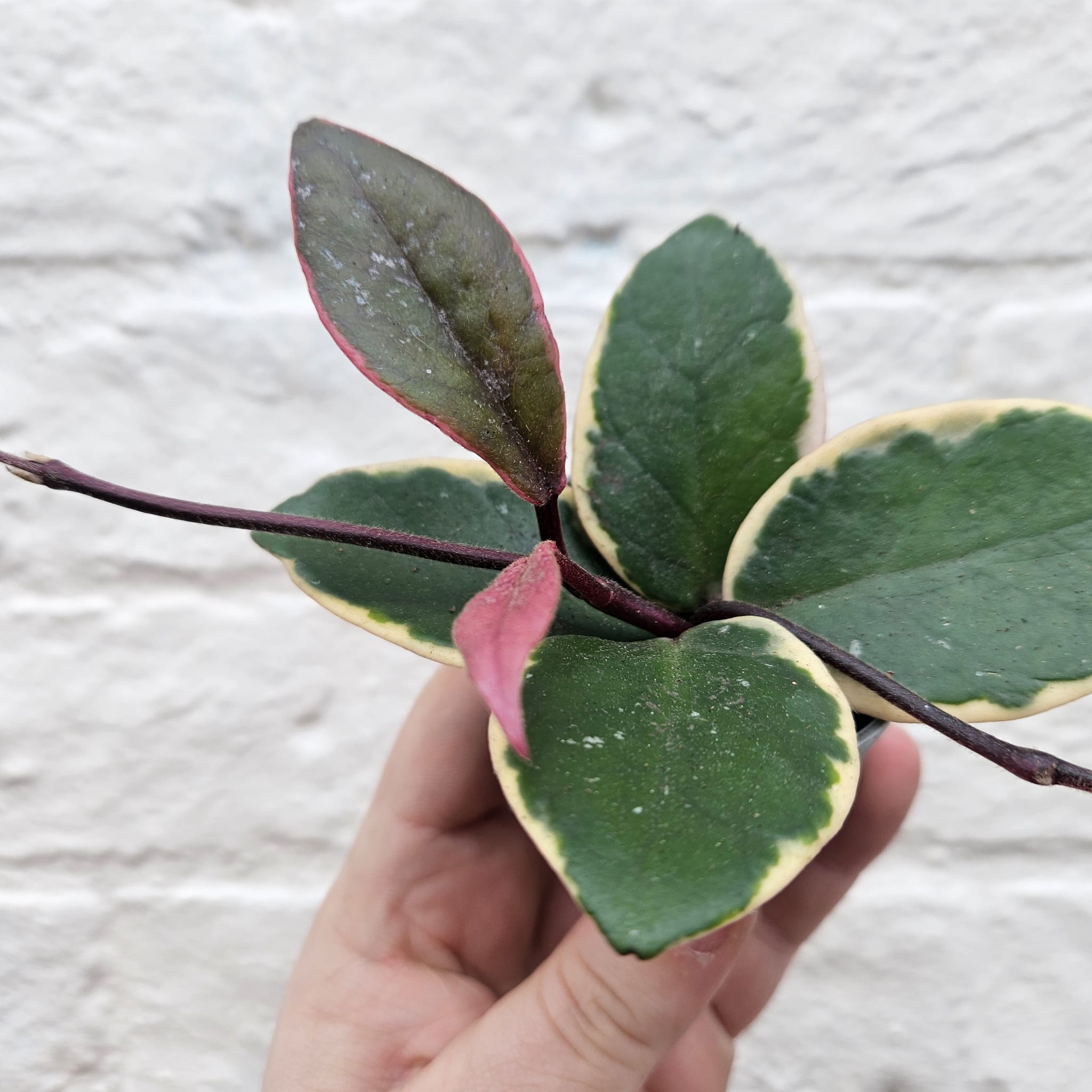Hoya australis 'Flamingo Dreams'
