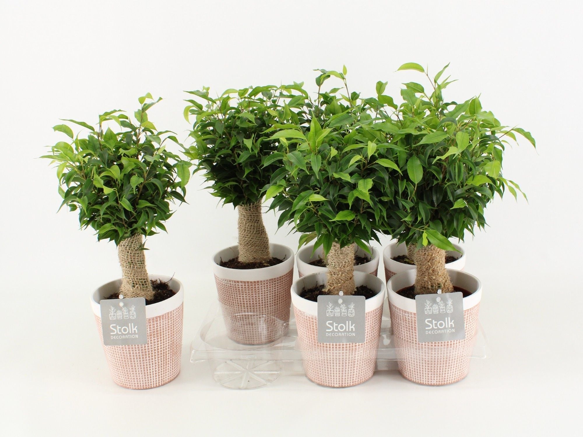 Ficus Be Natasja Keramiek Terracotta