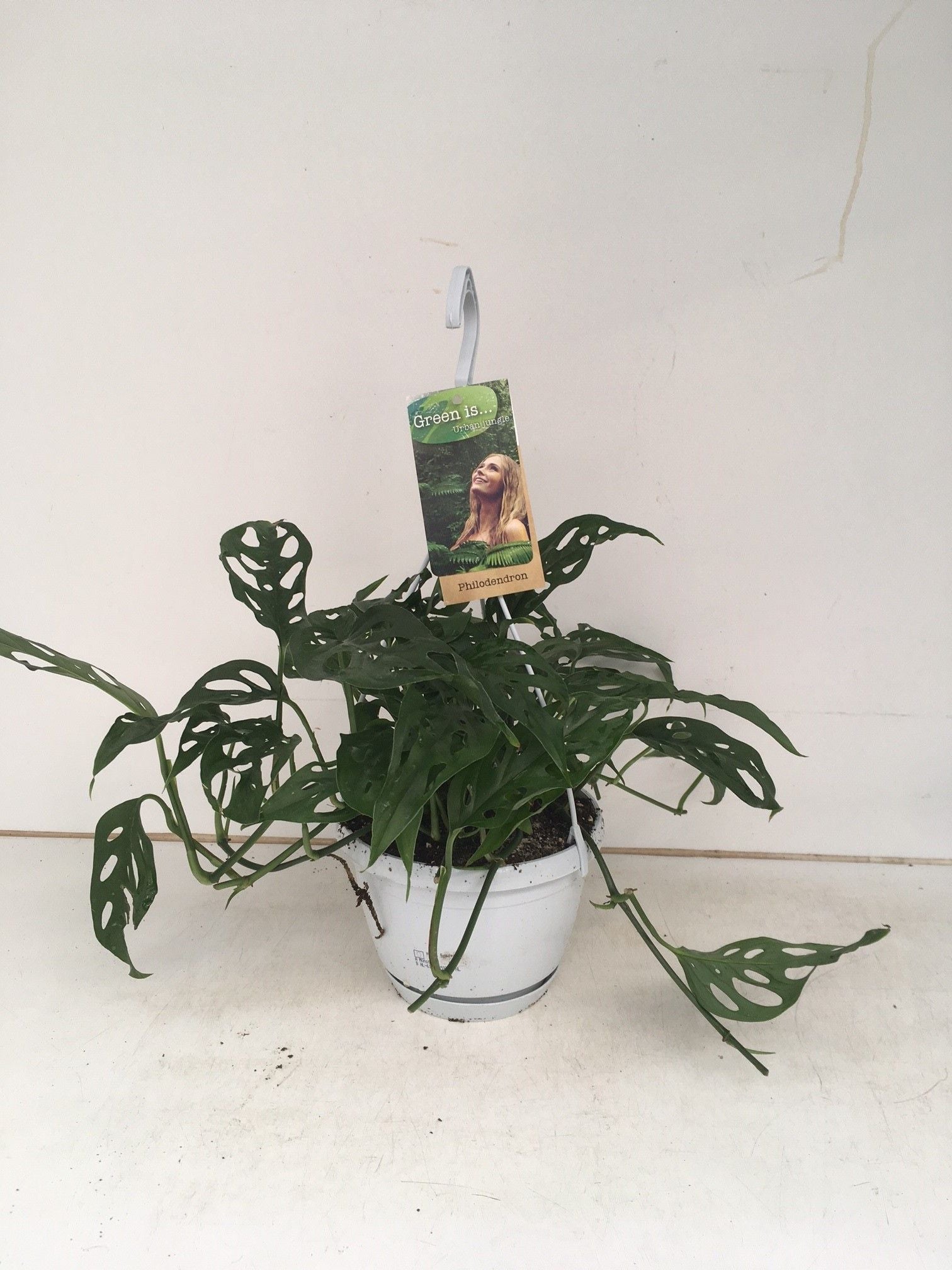 Monstera Obliqua