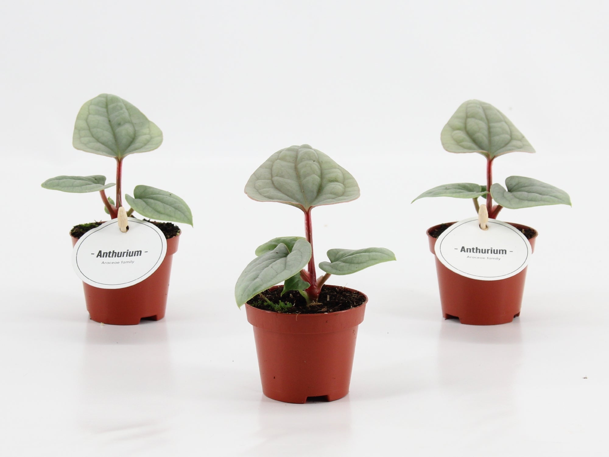 Anthurium Luurians