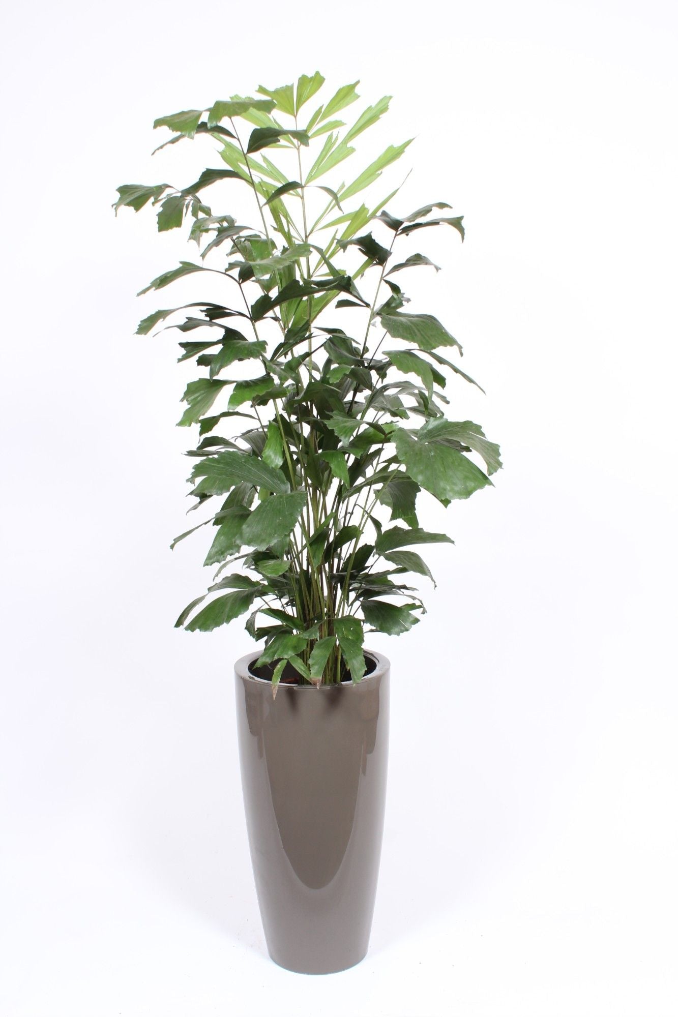 Caryota Mitis Kunststof Santorini Taupe